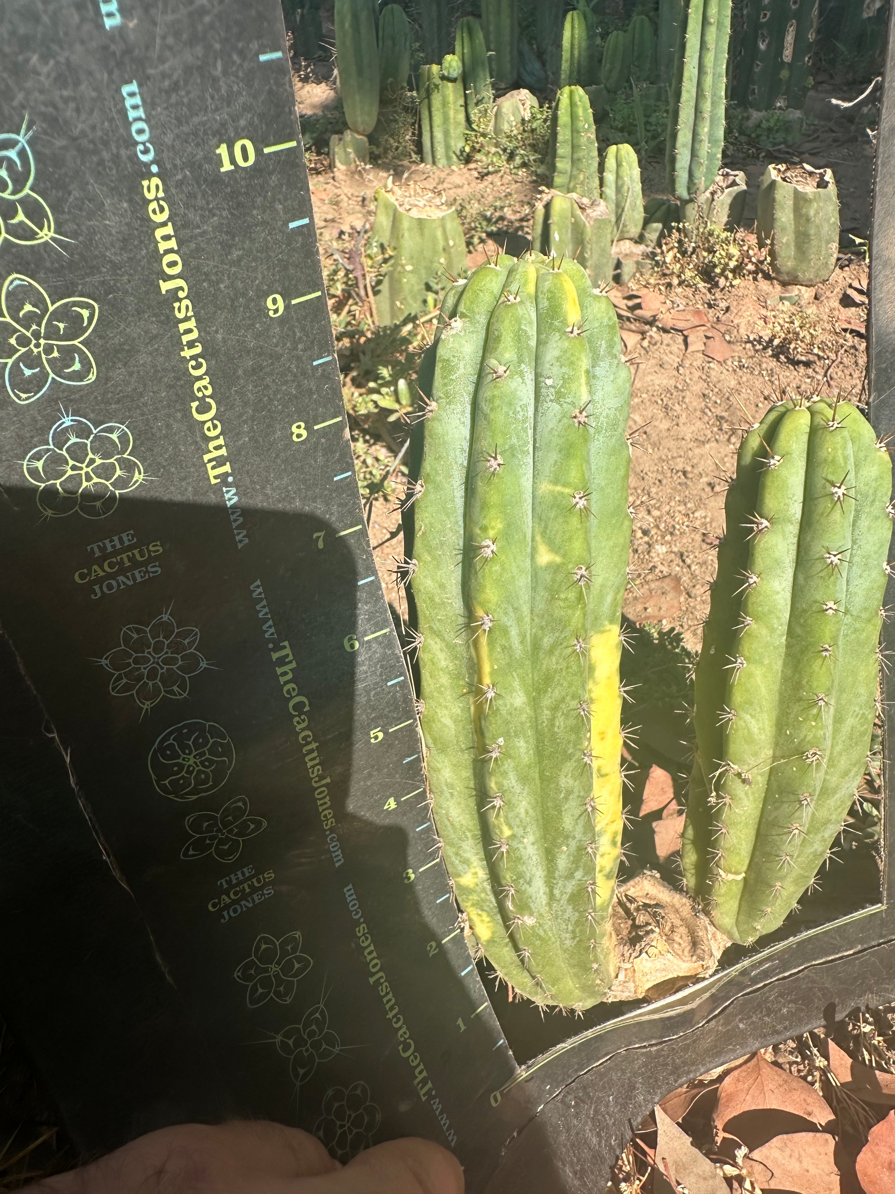 👑 Variegated Pachanoi — 9” Tip
