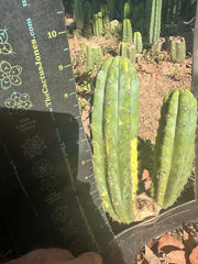 👑 Variegated Pachanoi — 9” Tip