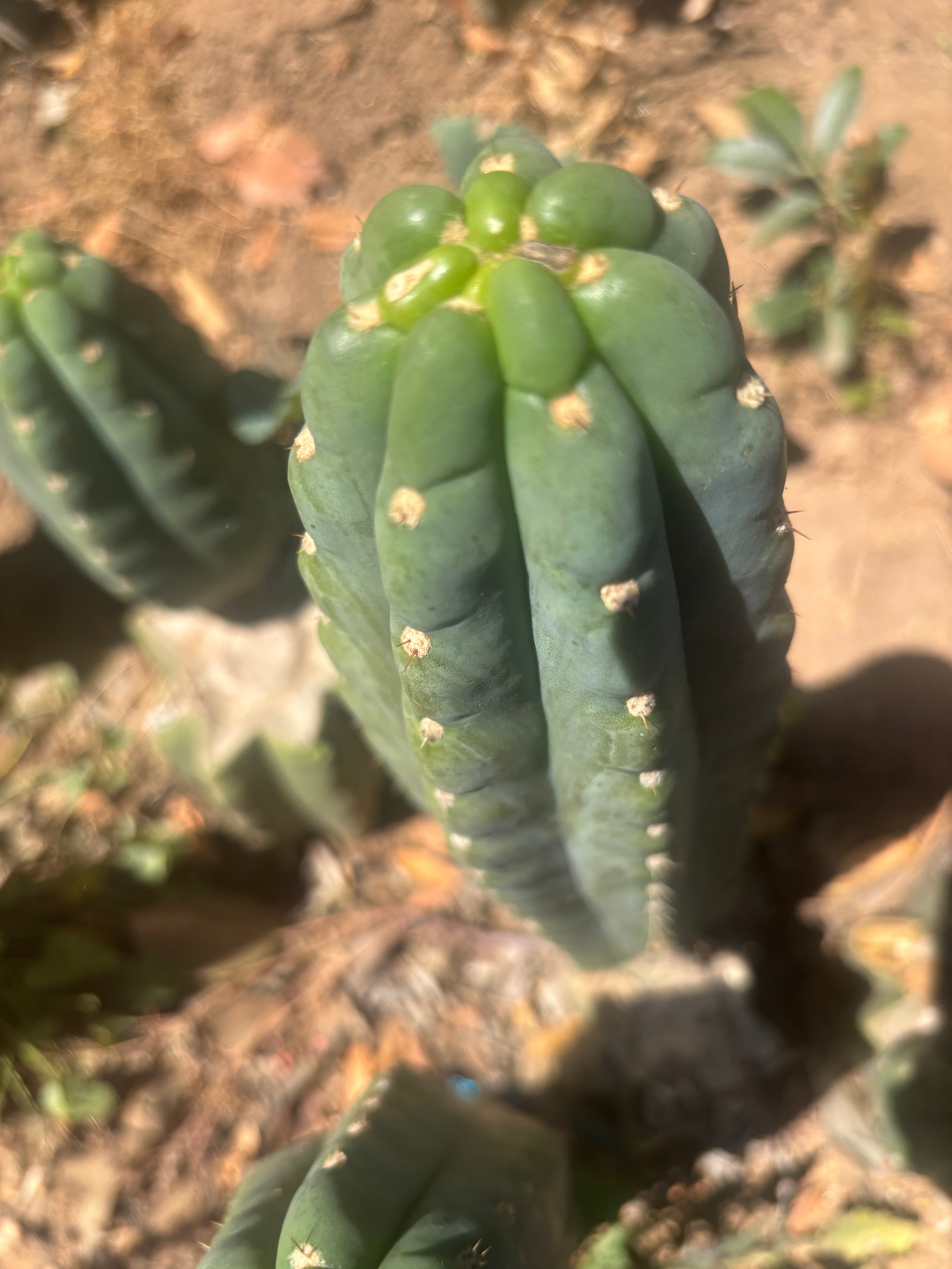 💎👑🌶️  Ichoca — 10” Tip