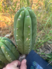 👑🌶️ Bob’s Colossus —  8” Pup