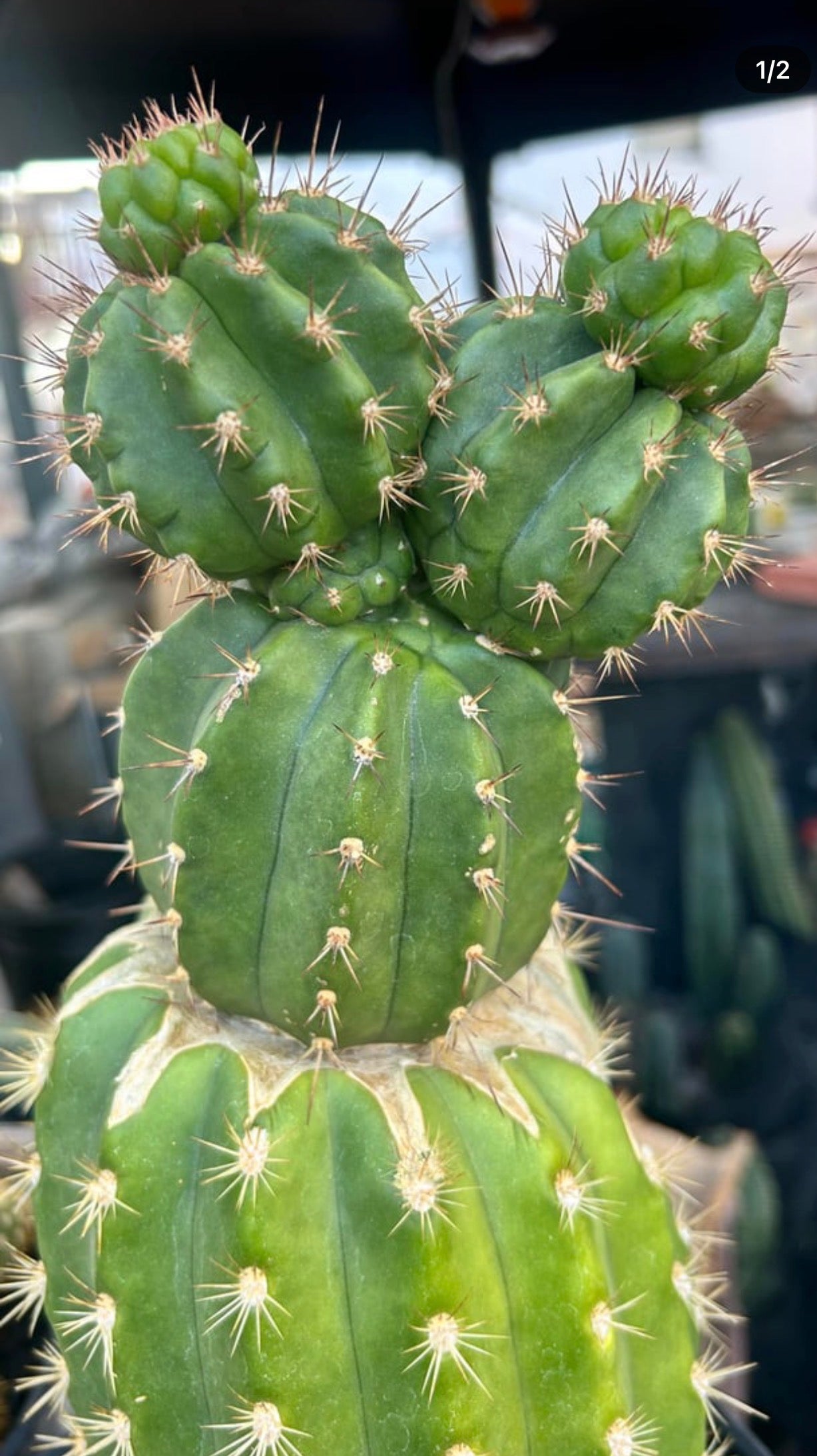 💎👑💎 Tetris — Pup Graft on Rooted 14” PC