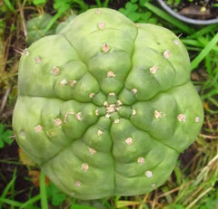 👑💎🌶️ CSD — 6.5” Tip