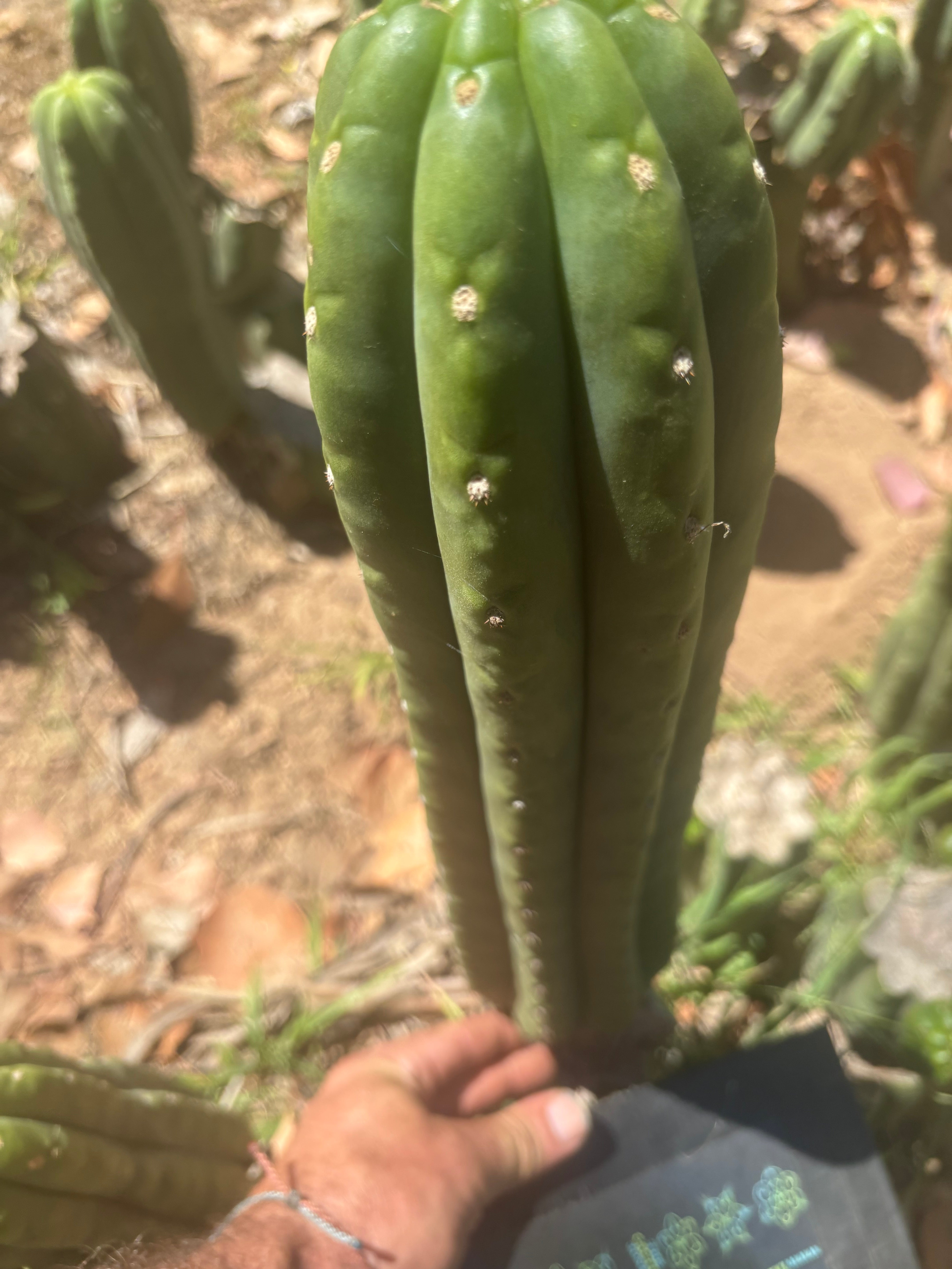 💎👑🌶️ The Field’s Pachanoi — XL 15” Pup