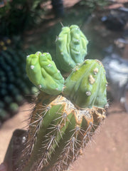 👑💎 Grecas — Butt Graft with 2 Pups