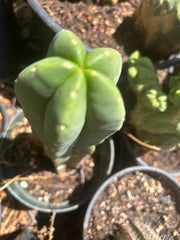 👑 Bondi Beach — 6” Tip