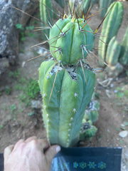 👑💎🌶️  CSD — Beefy Tip Graft