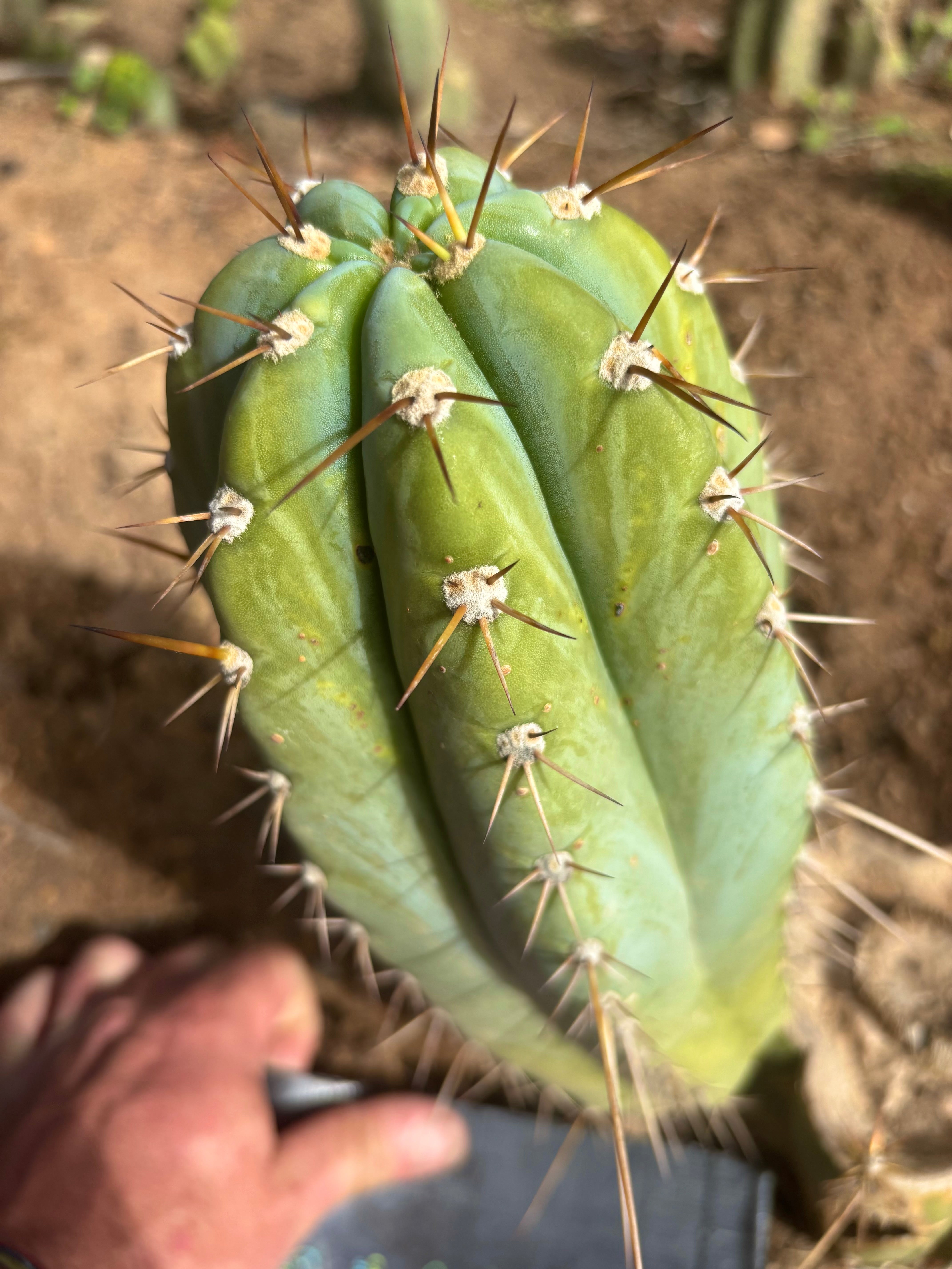 💎👑🌶️ CGG — 12” Melon Pup