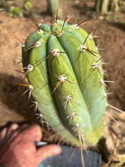 💎👑🌶️ CGG — 12” Melon Pup