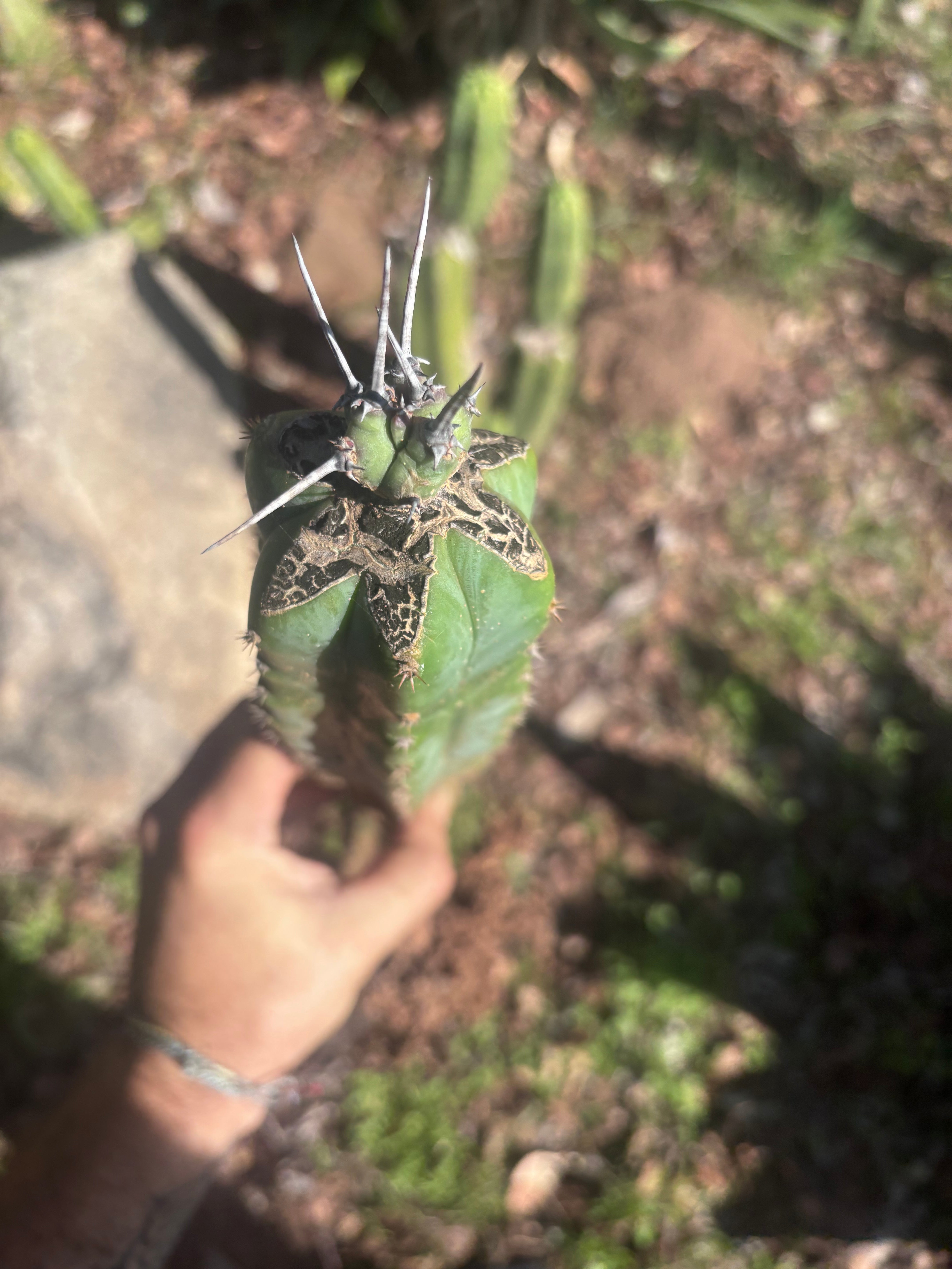 🦄 👑 M Stacker — Rooted Graft