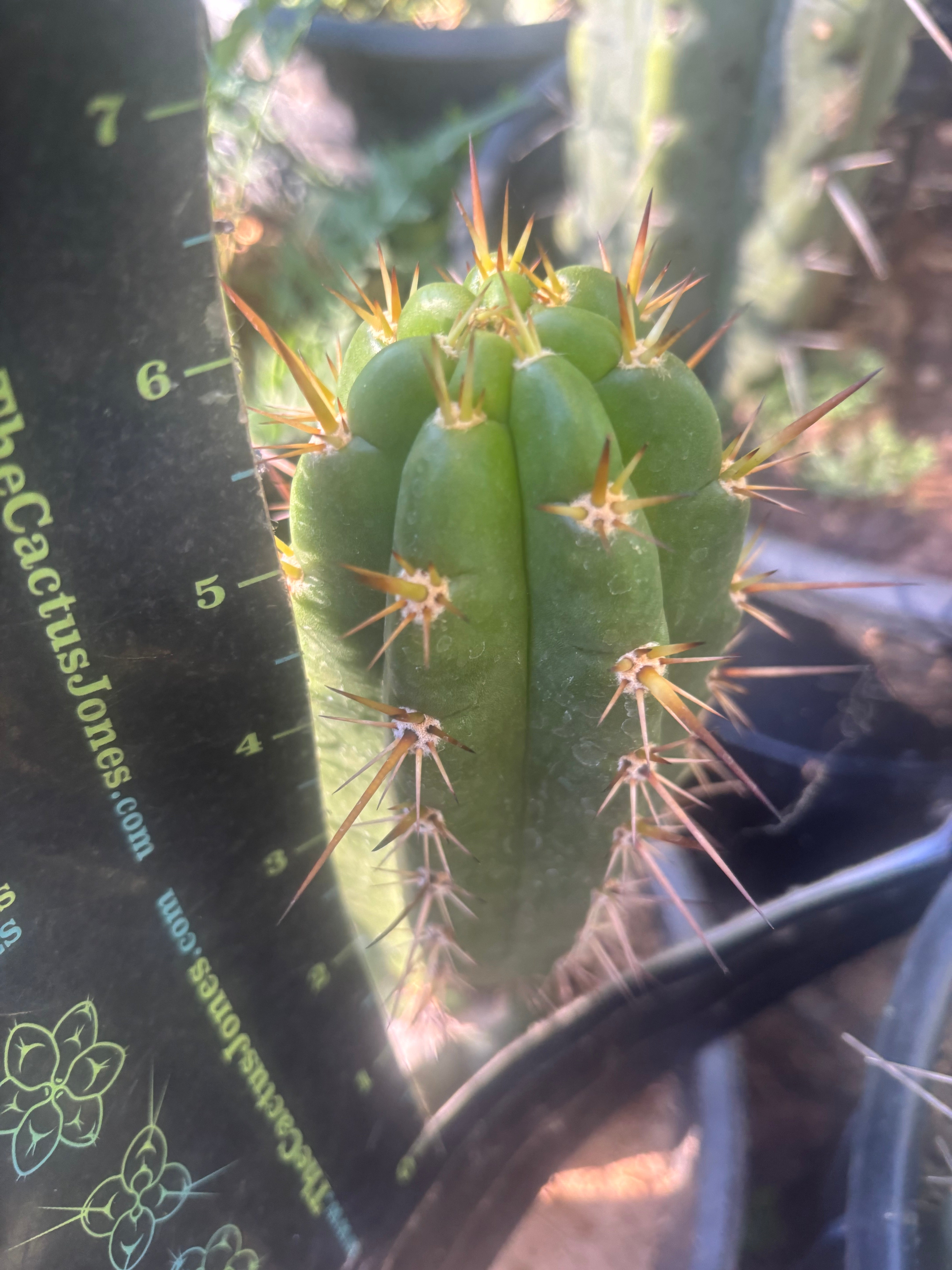 💎👑💎 Tulhuay — Rare Magenta Flower — 6” Pup