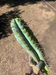 💎🌶️ Noid of the Moment — XXL 22” Tip