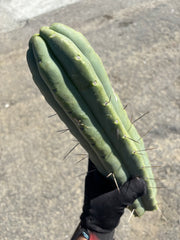 👑💎🌶️🌶️ Eileen — *Thick* 16” Tip