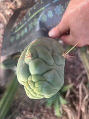 💎👑 Bruce’s Dragon — Chonky 7” Tip