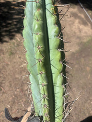 💎🌶️ Noid of the Moment — XXL 22” Tip