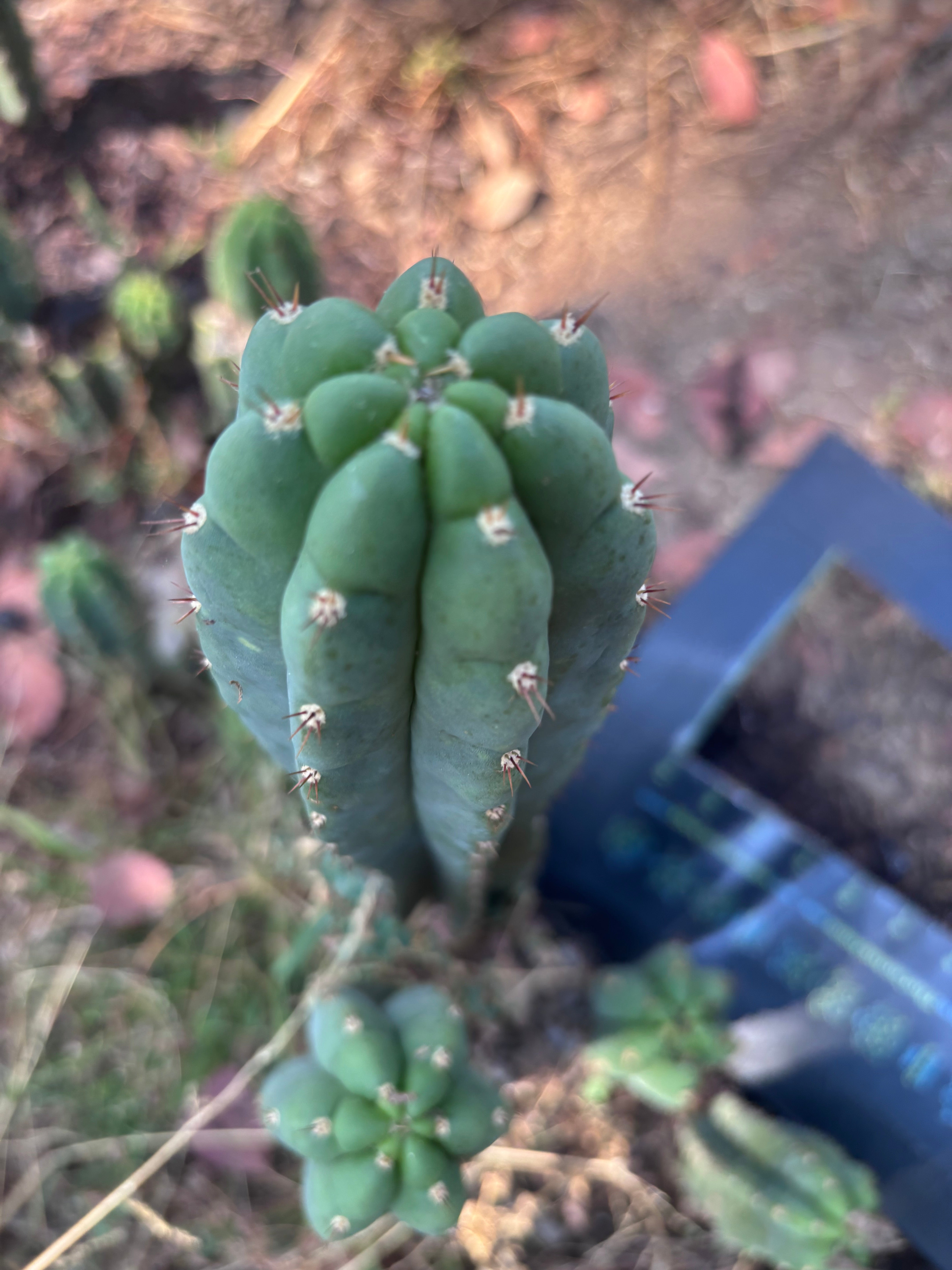 👑🌶️ Blue Ecuador — XL 15” Pup
