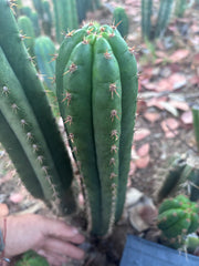 👑🌶️ Torres & Torres — 15” Pup