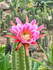 👑 Jones Pink 🌸 — FAT Tip