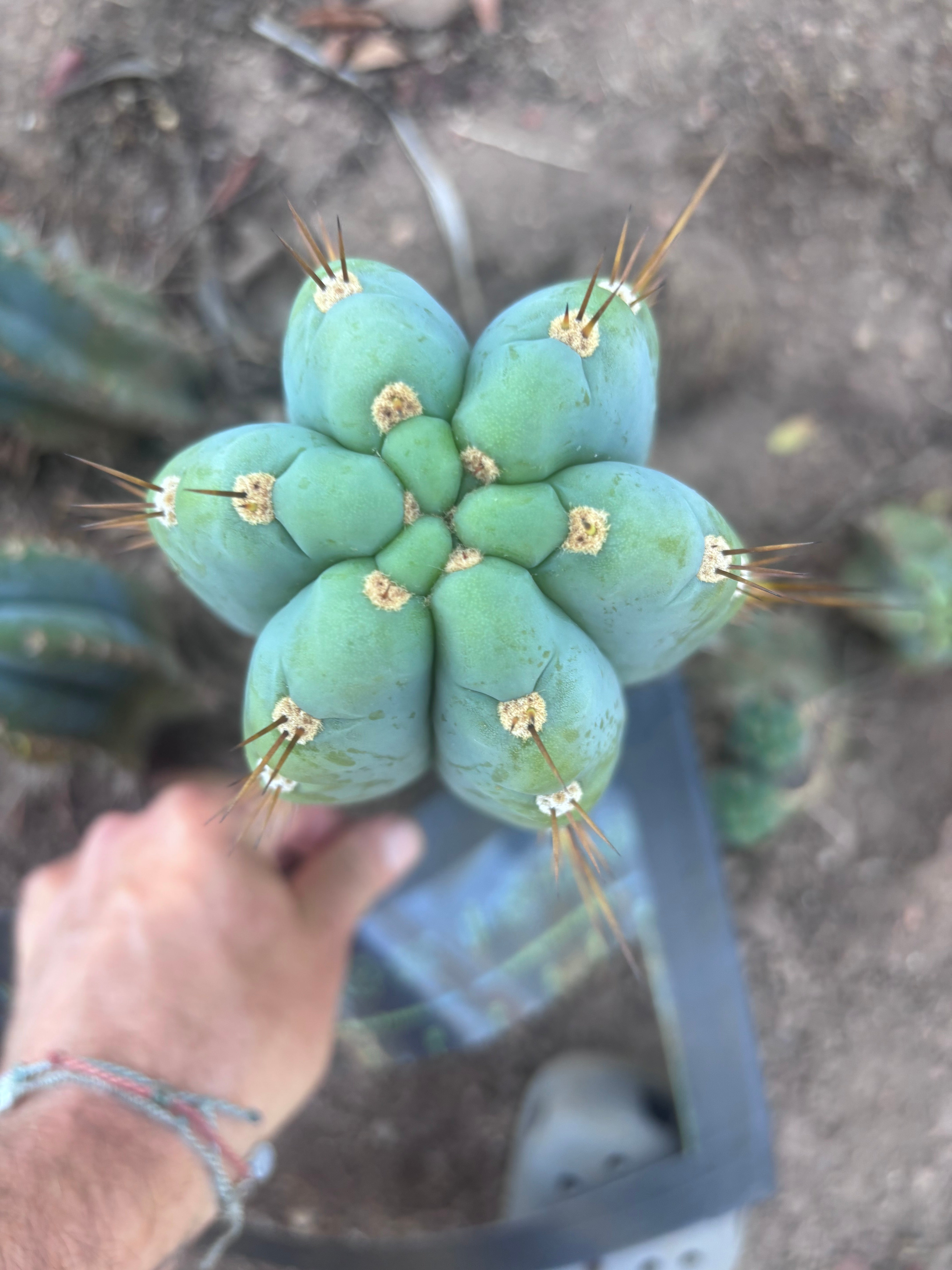 💎👑💎 Papa Smurf — FAT 10” Tip