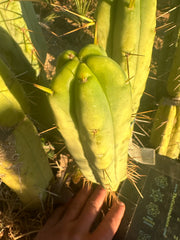 👑🌶️🌶️ Jiimz Twin Spine  — 11” Pup