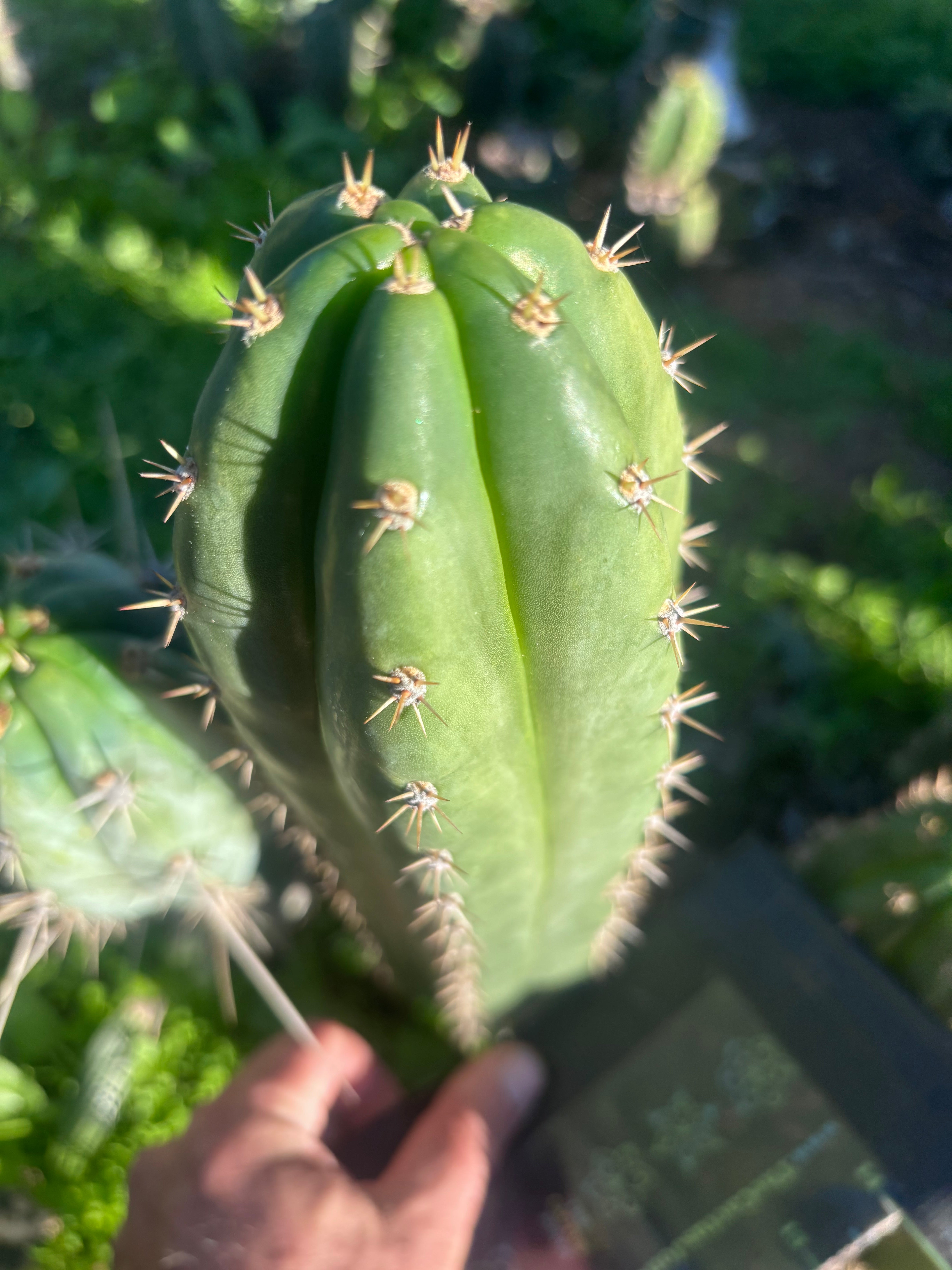 👑🌶️ Huancabamba— 10” Tip