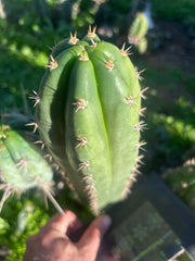 👑🌶️ Huancabamba— 10” Tip