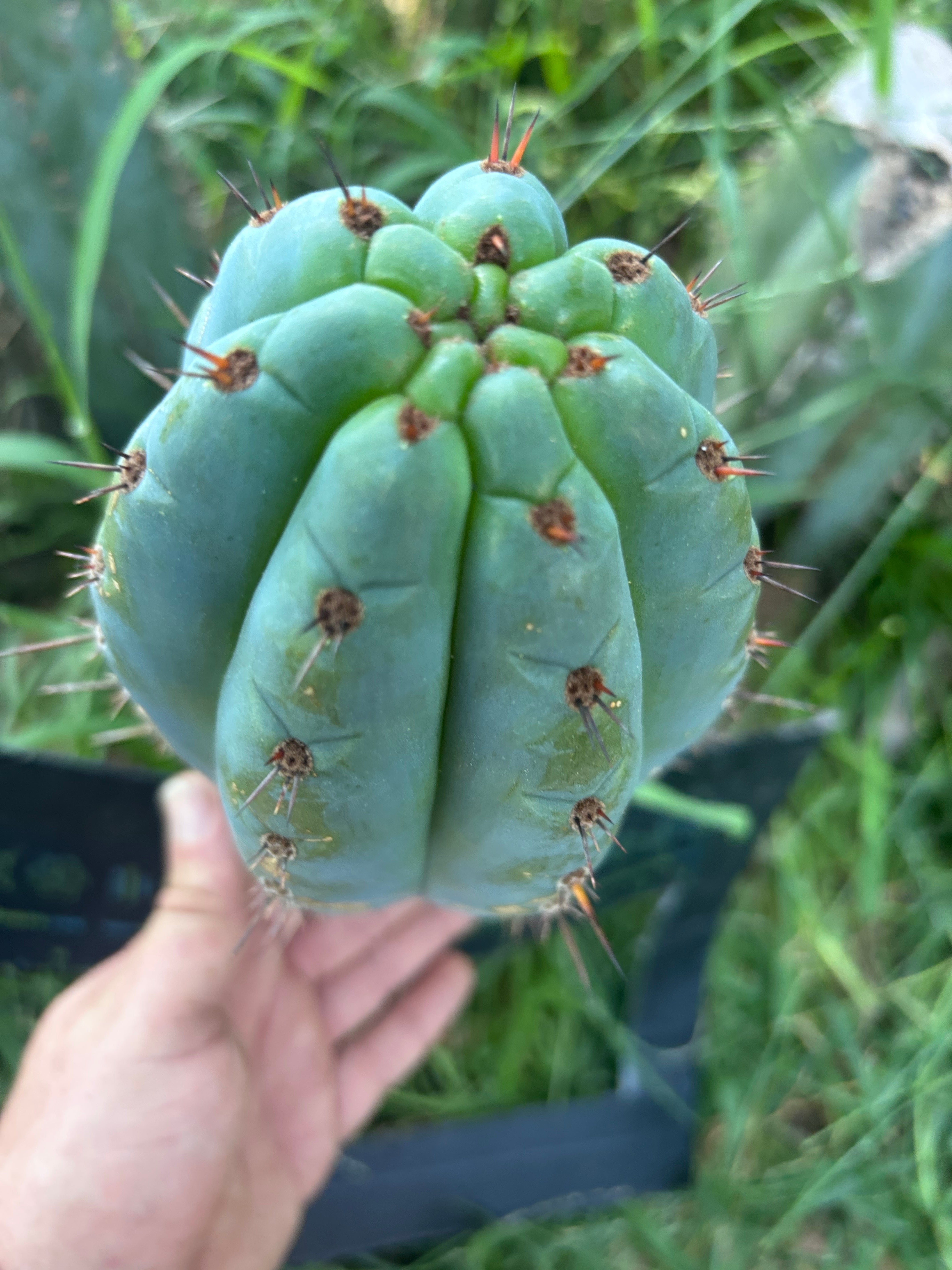 💎👑 Papa Smurf — FAT 9” Pup