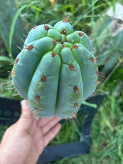 💎👑 Papa Smurf — FAT 9” Pup