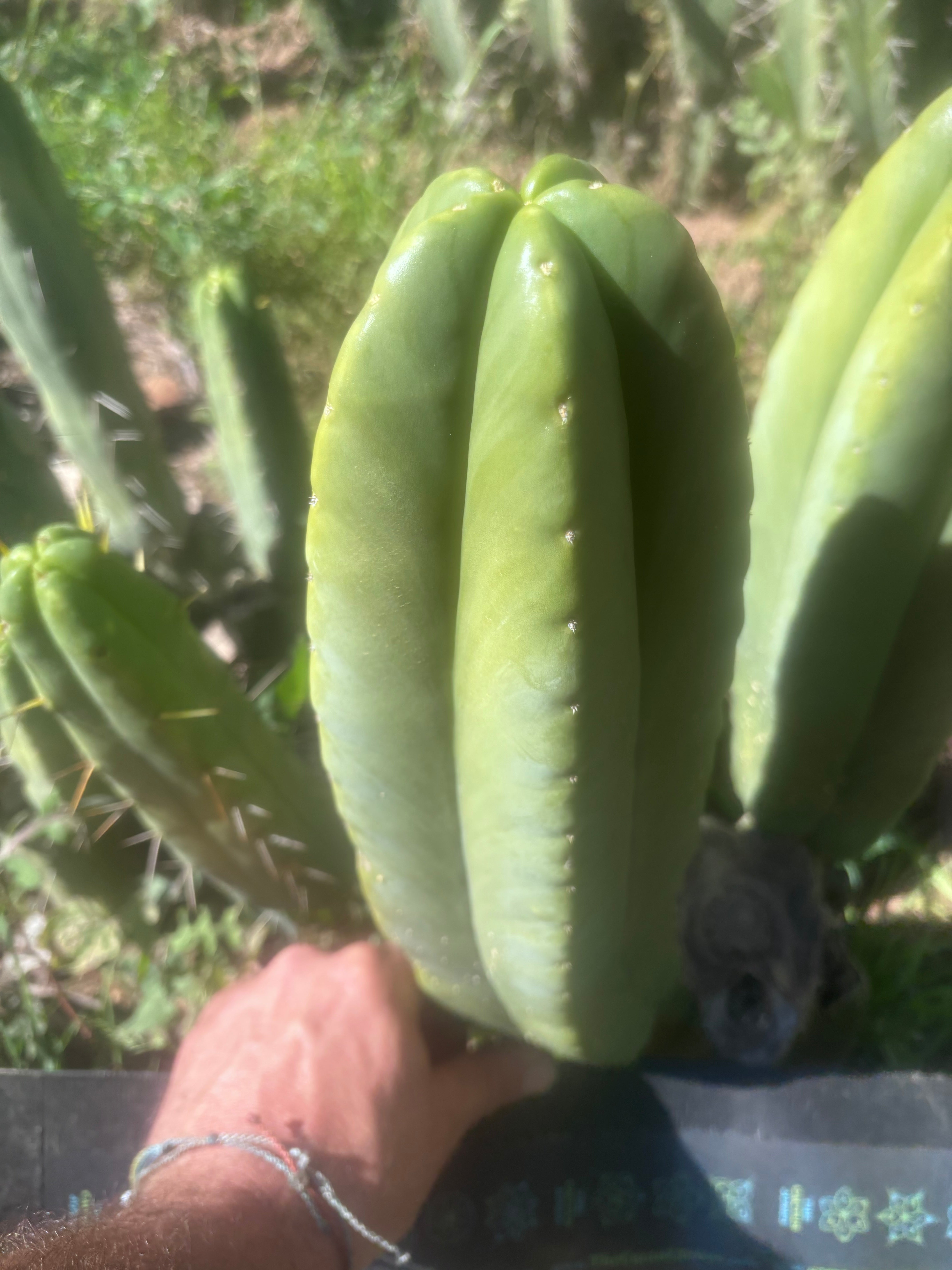 💎👑🌶️ Zulk — XL 13” MELON