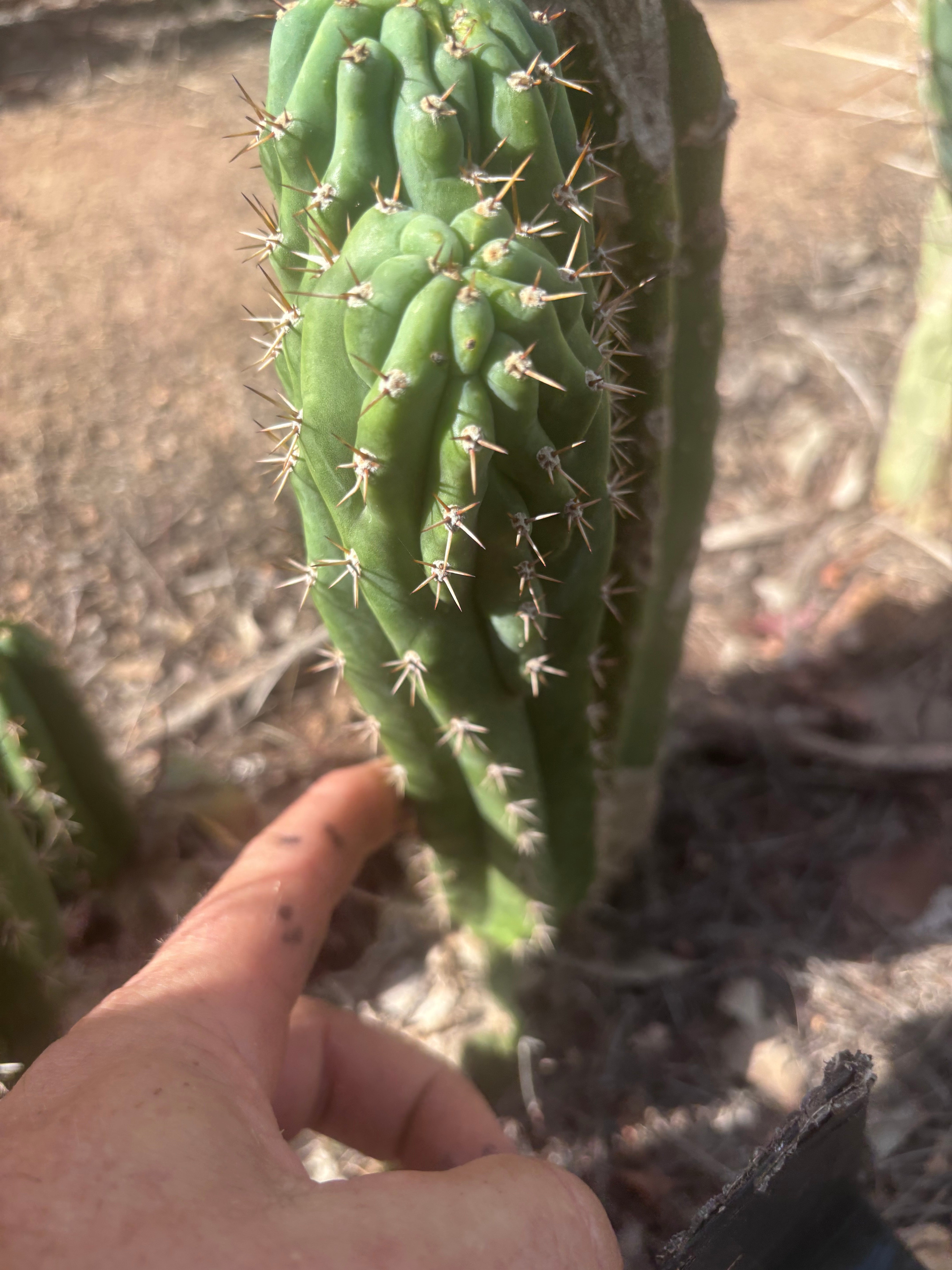 👑🐦‍⬛ RJ’s Clone — 9” Dichot Tip