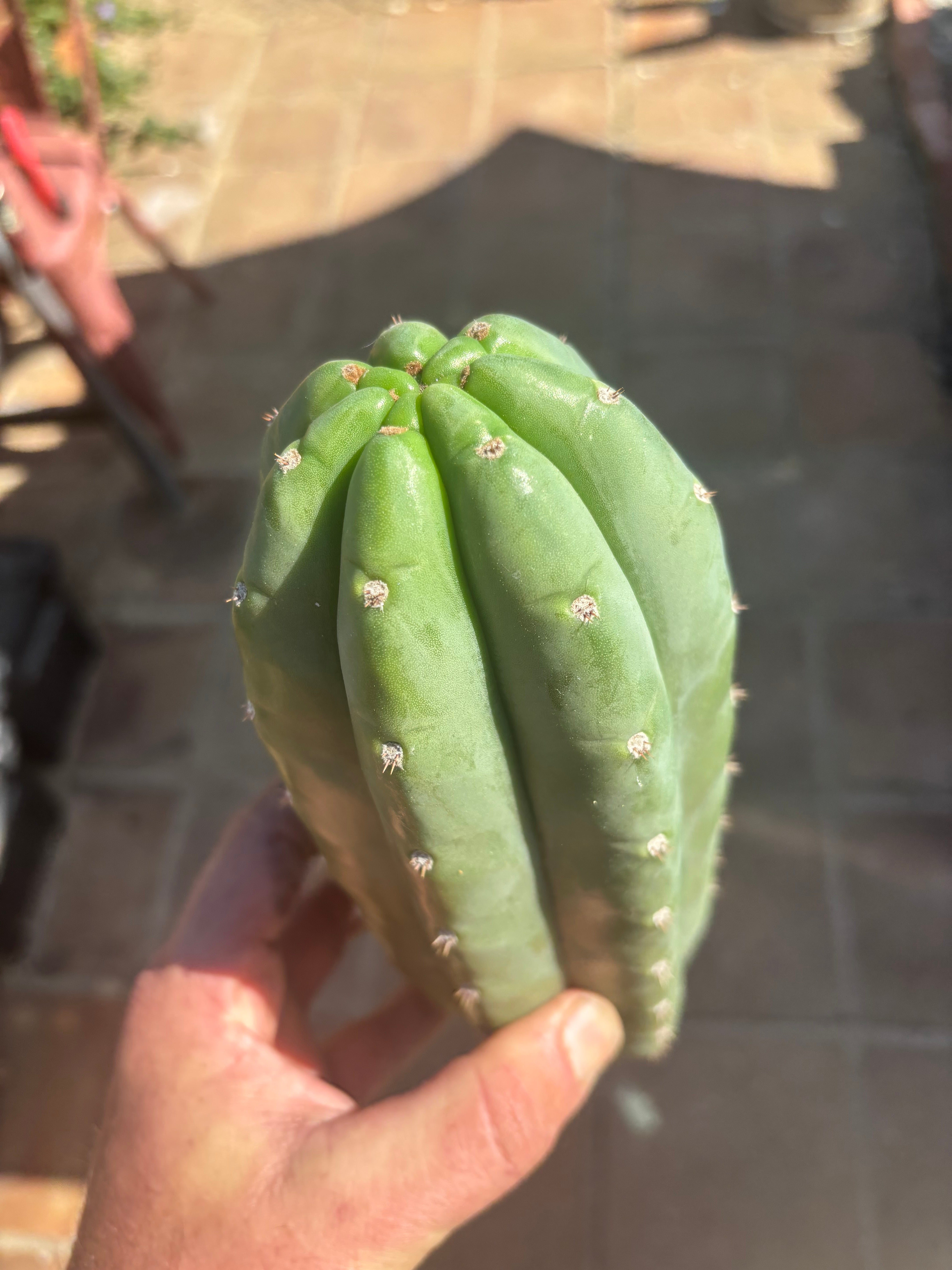 💎👑🌶️ Pierre — Chonky 10” Pup