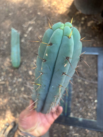 👑🌶️🌶️ Pala — Chonky 11” Pup