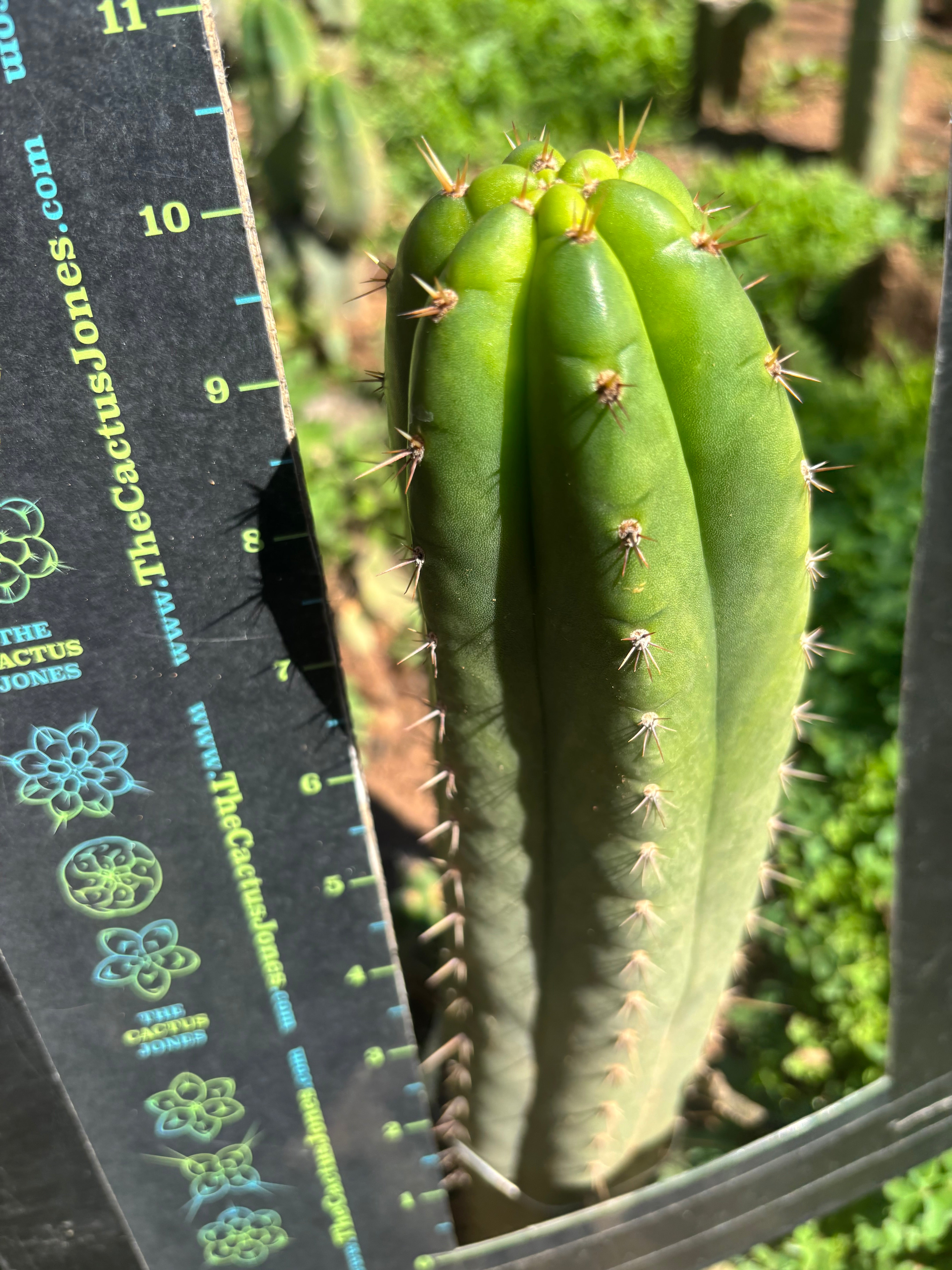 👑🌶️ Torres & Torres — 10” Tip