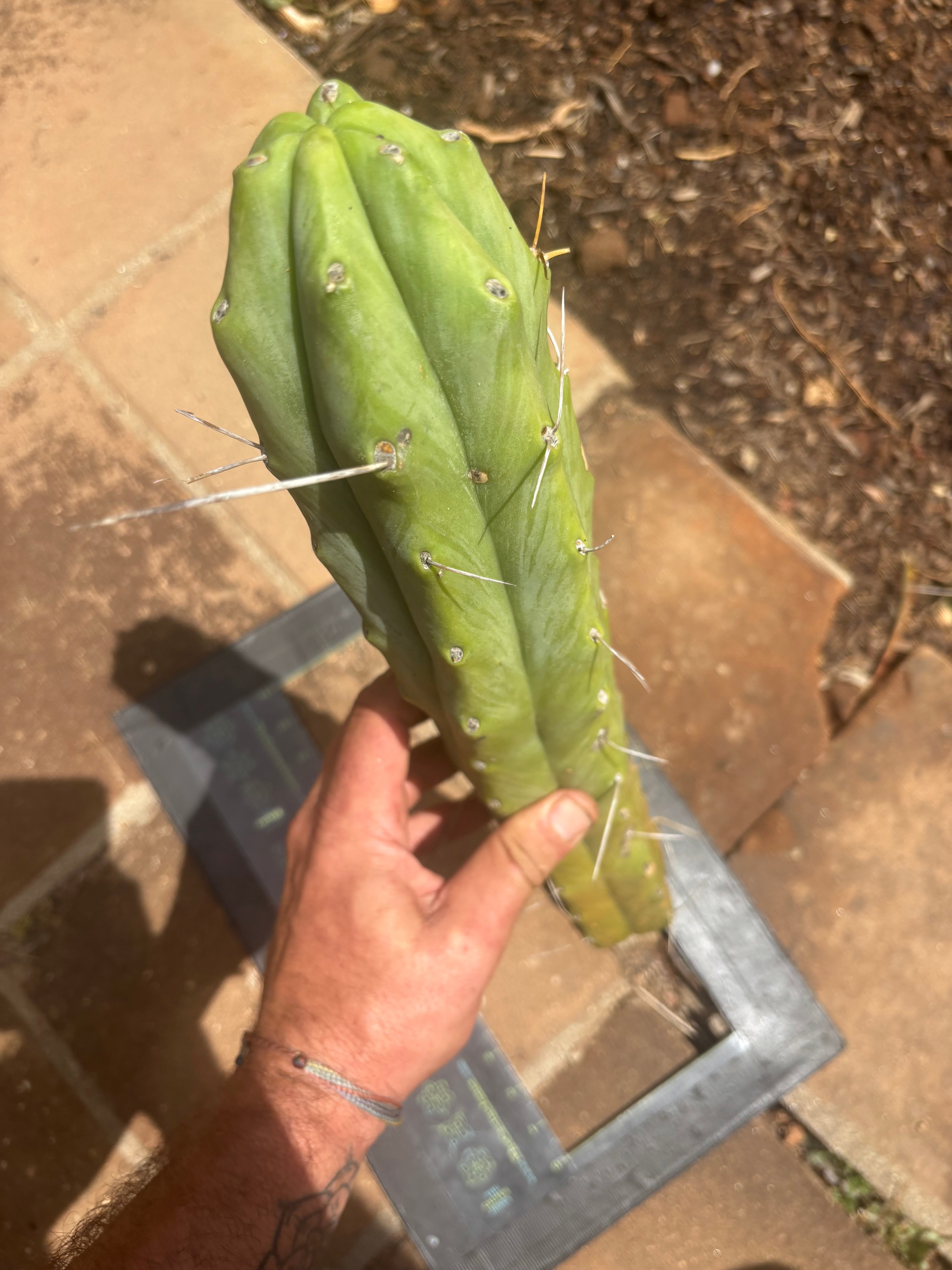 👑🌶️🌶️  Jiimz Twin Spine — XL Mature 15” Tips (Restocked Again)