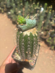 💎👑💎  Nubs — Pupping Slab on Rooted Spachianus
