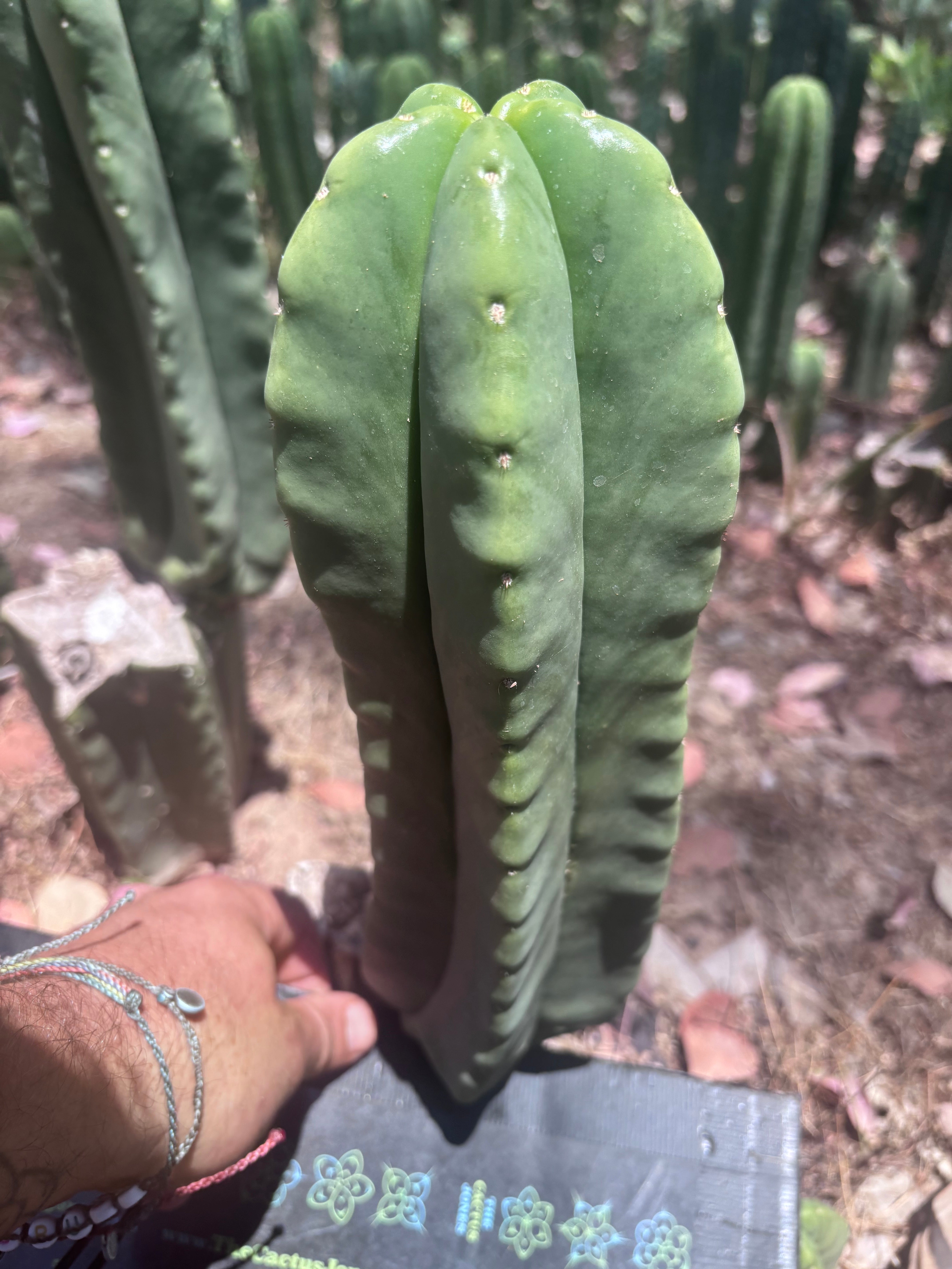 👑💎🌶️ Zulk — Fat 12” Pup