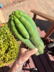 👑🌶️ Juuls Giant — XL 15” Tip
