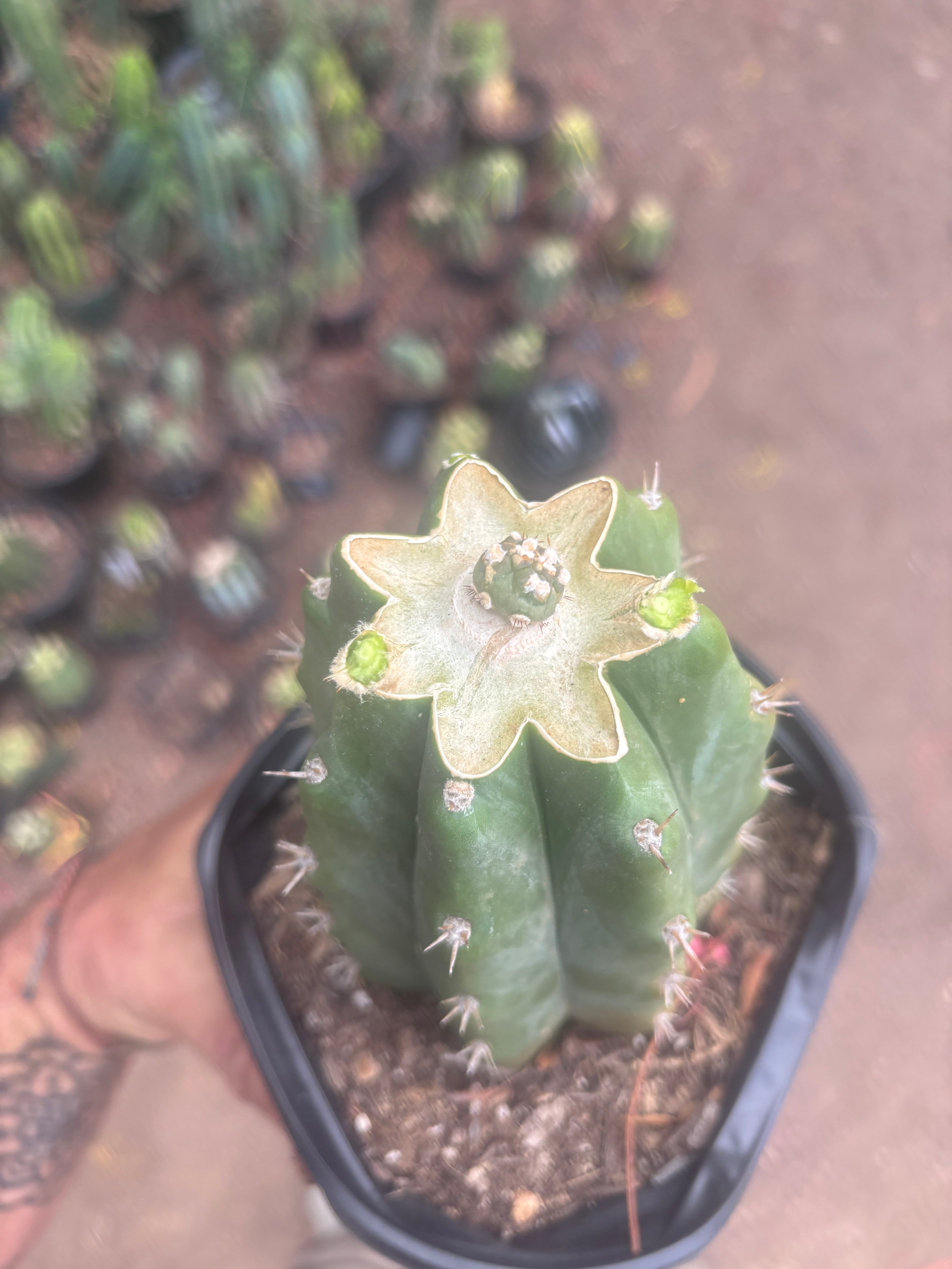 💎👑💎 SCB  — Pup Graft on Rooted PC