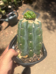 💎👑💎🌶️ CareBear — Graft on Rooted Shine01