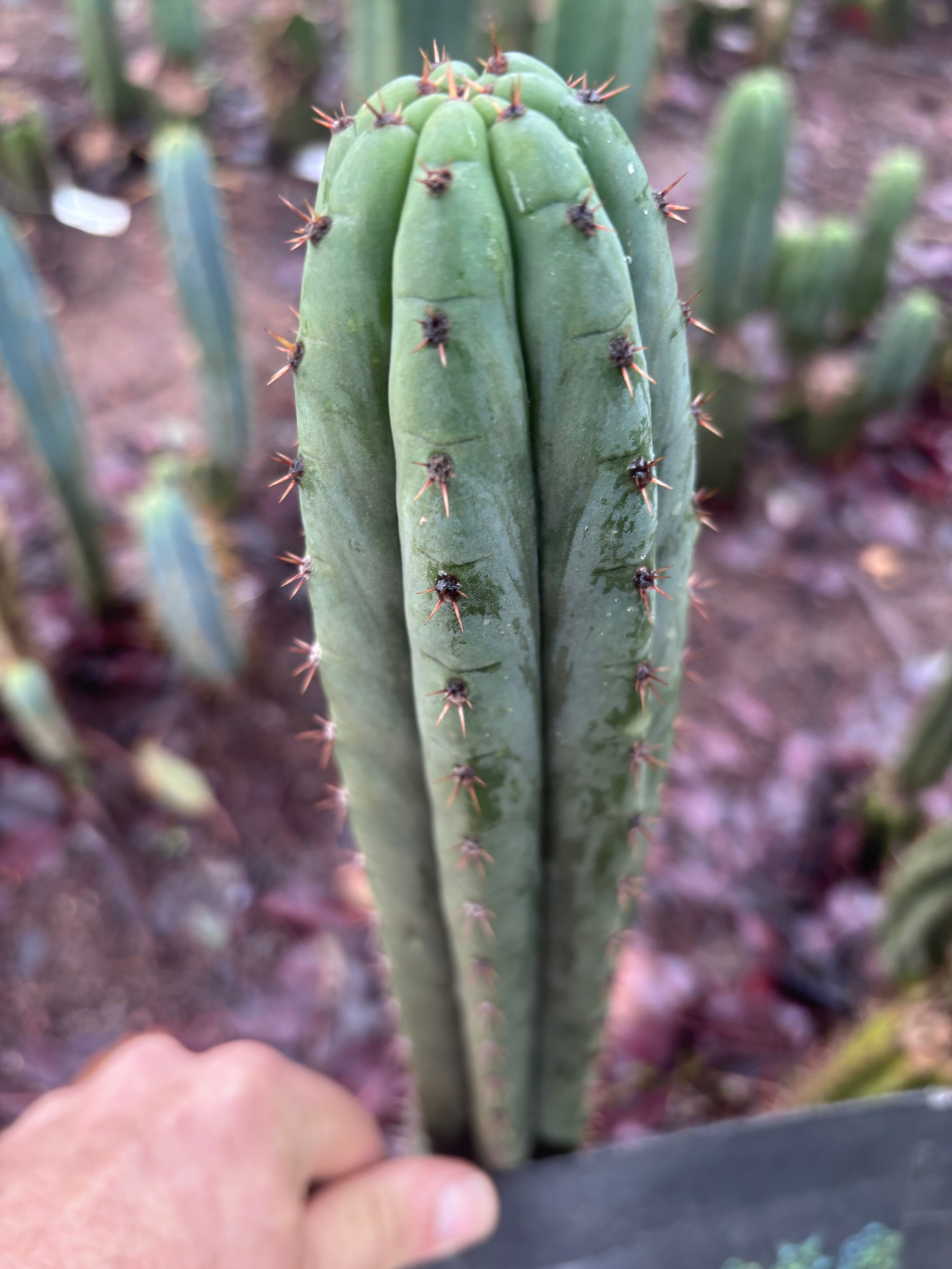 👑🌶️ Torres & Torres — 10” Tips (Restocked)