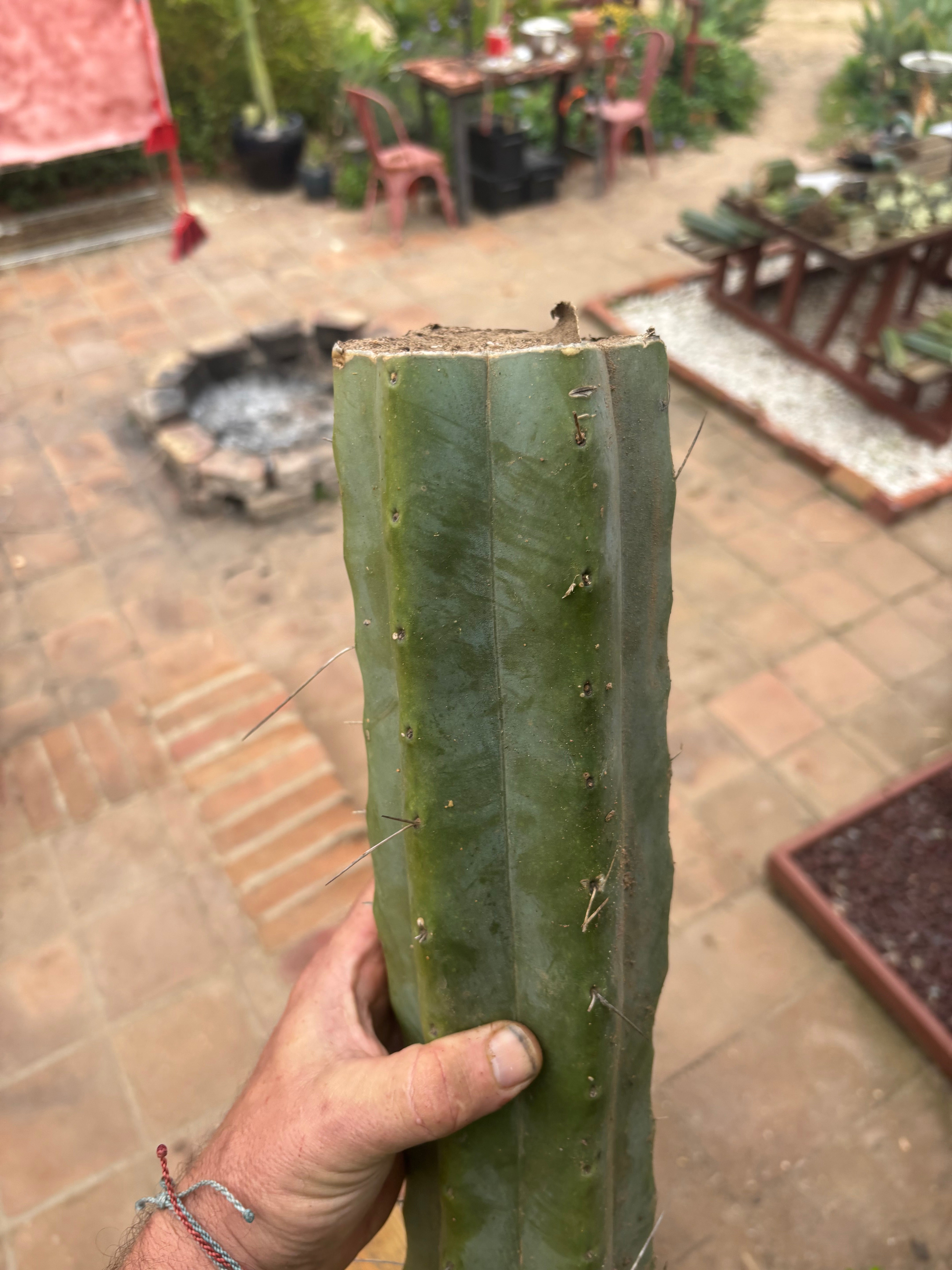 👑🌶️ Psycho0’  — XL 15” LOG