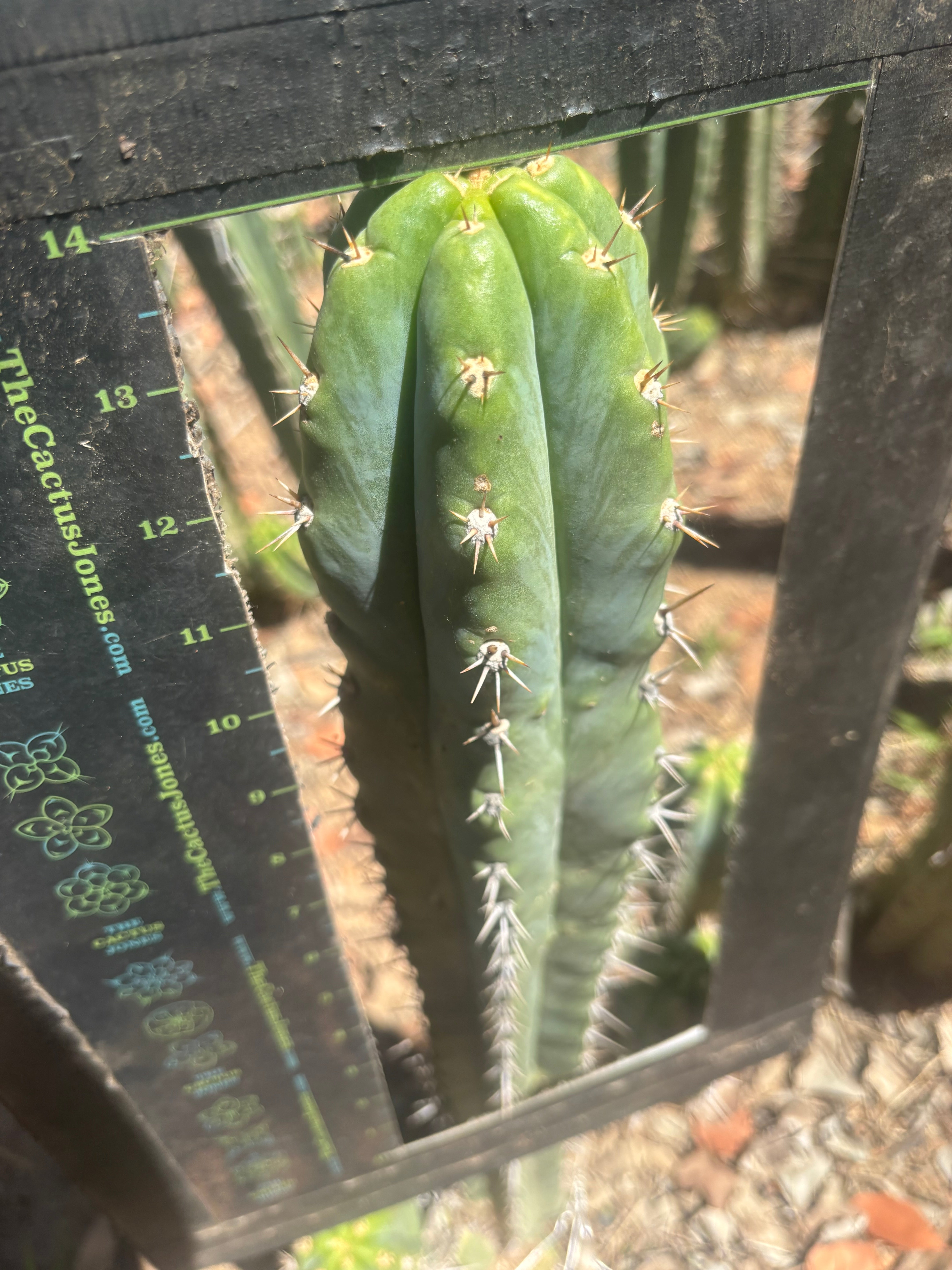 💎 Knuthianus — XL 14” Tip