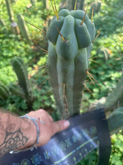 💎🌶️ Sina x SS02  — Thick Melty 10” Tip