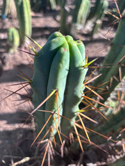 👑🌶️ Medicine Man — 15” Pup