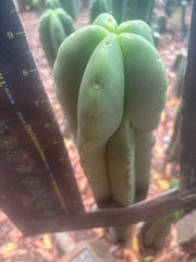 💎👑🌶️ Ferah — Chubby 9” Tip