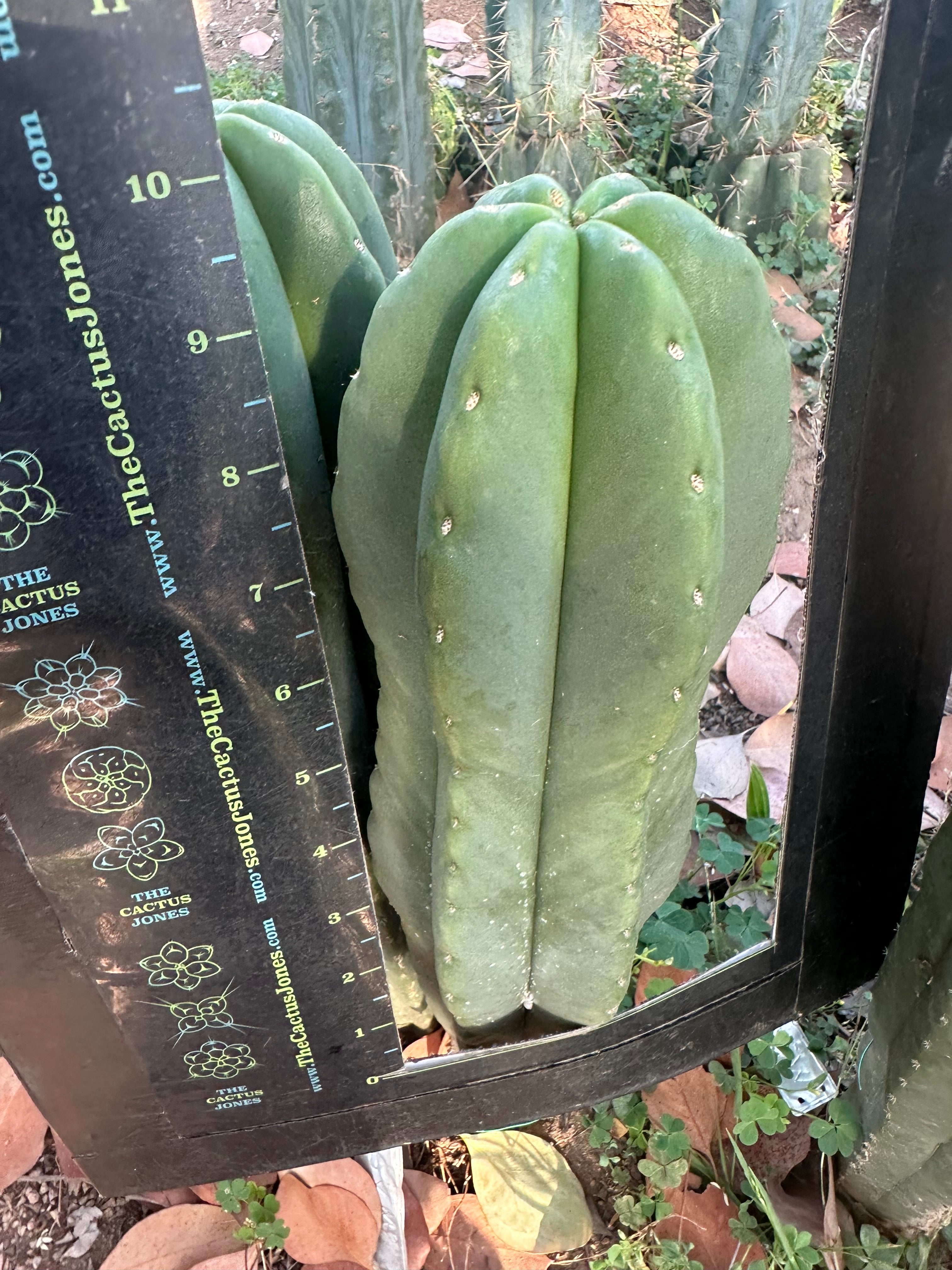 💎👑 Dr.G — Beefy 10” Tip