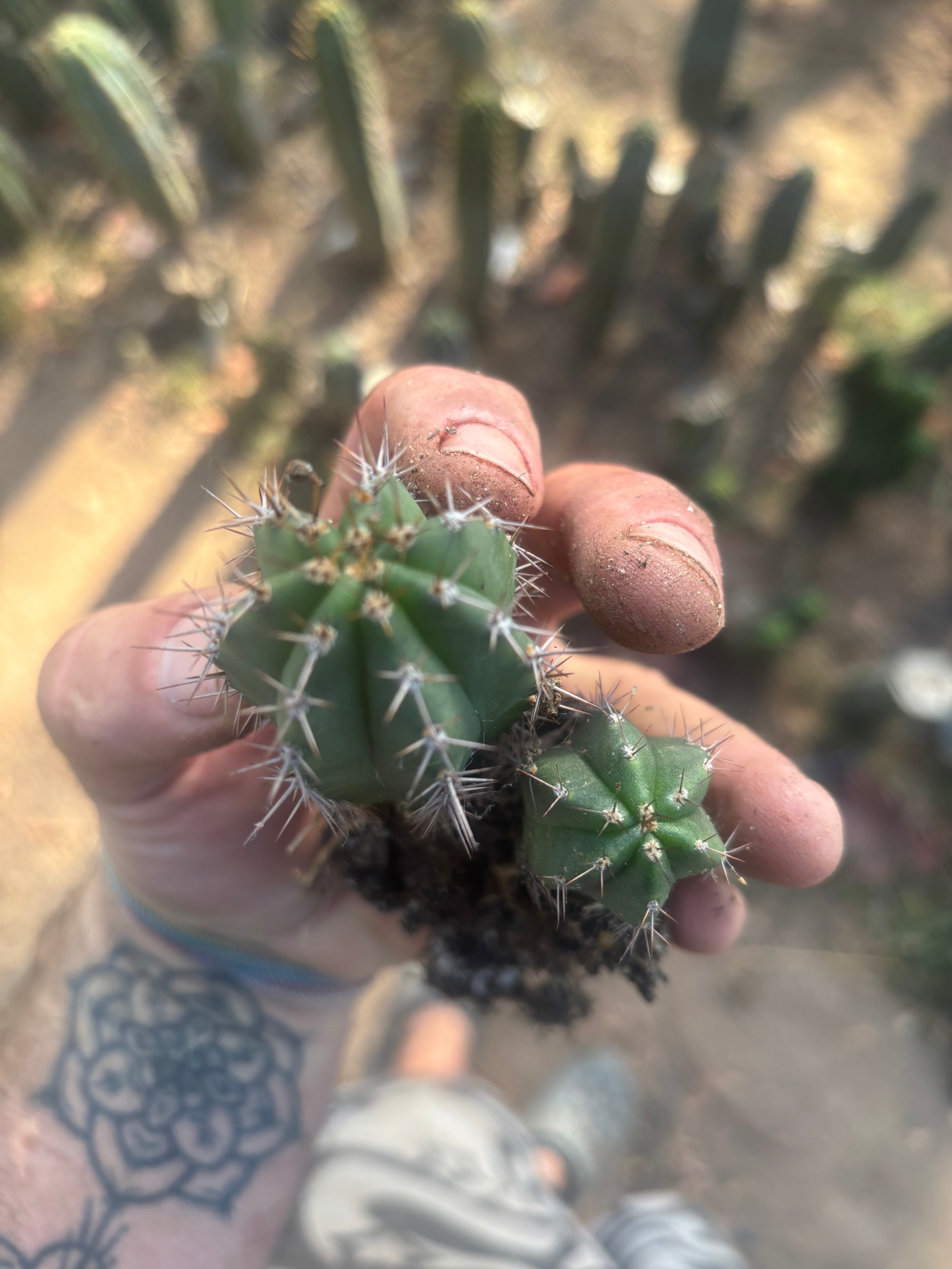 Add-On Freebie — TWO Pala x Ferret Seedlings (Copy)