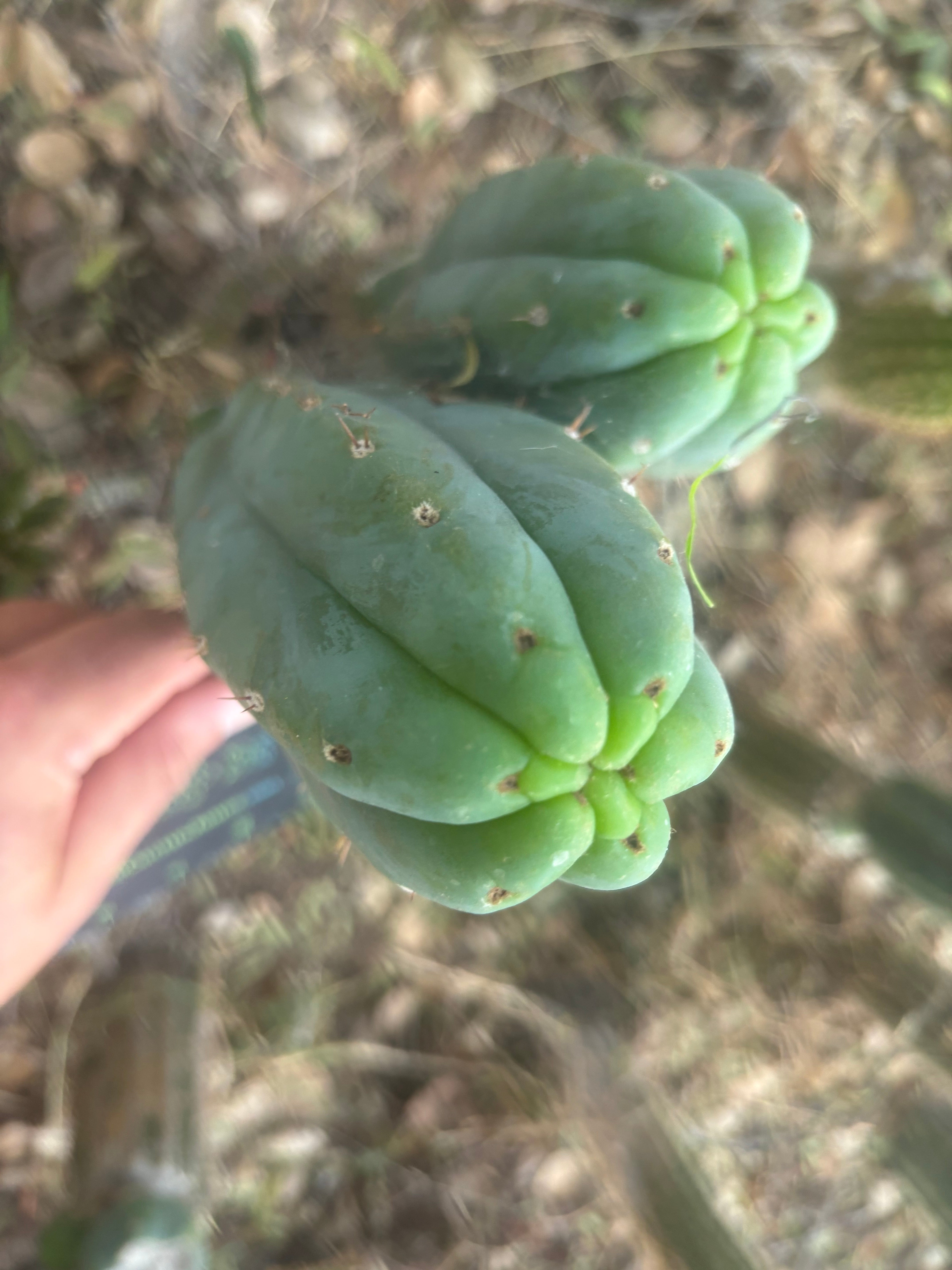 👑🌶️🌶️ KR04 — 8” Tip