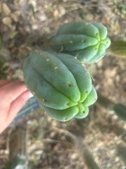 👑🌶️🌶️ KR04 — 8” Tip