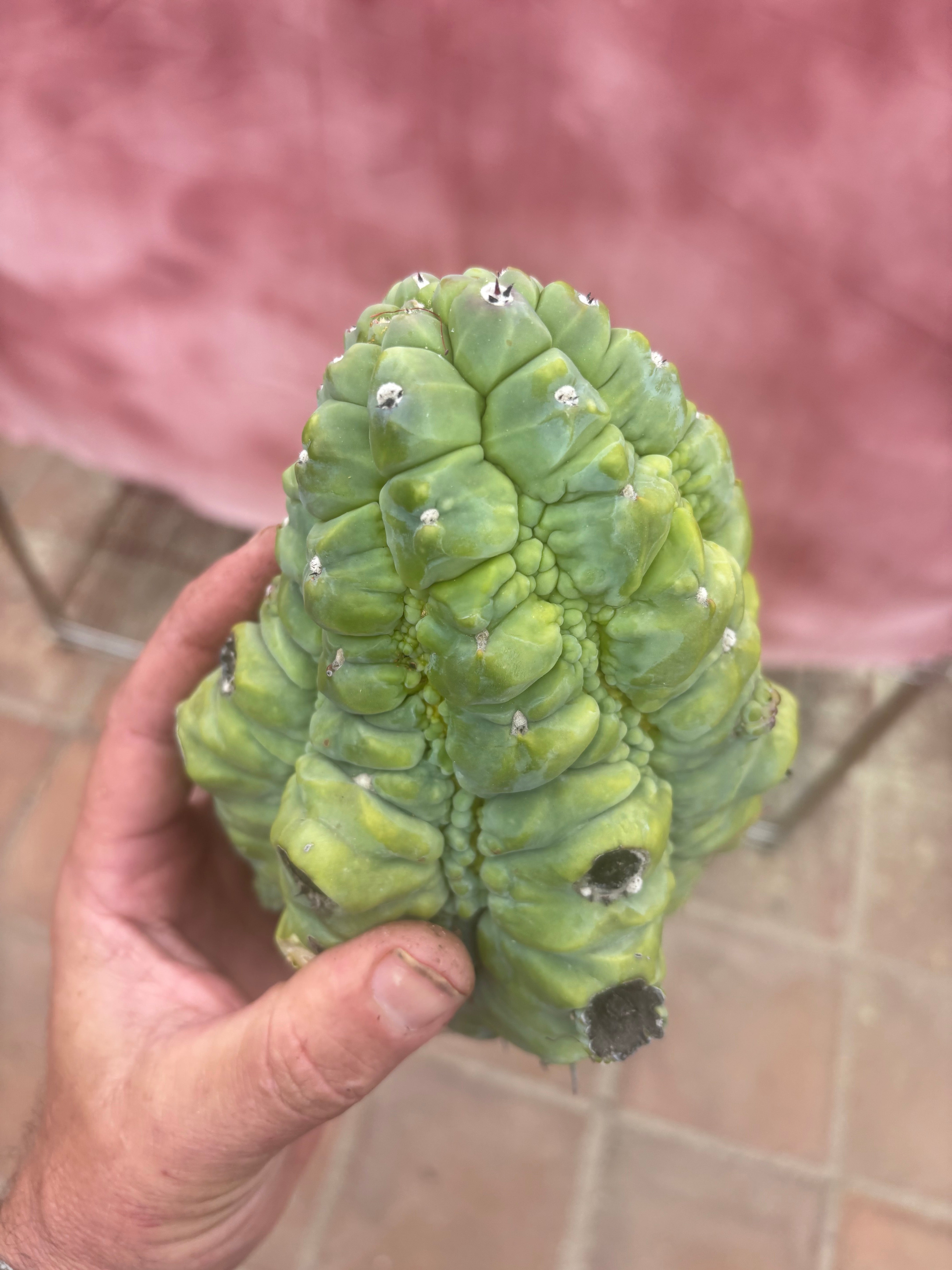 👑💎 BIG Glorp Chunk