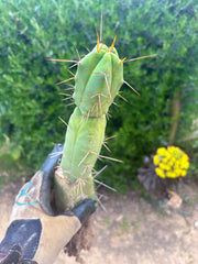 👑🌶️🌶️ Dulzura — Rooted 14”
